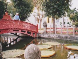 Nyphaea Victoria Regia, Riesenseerosenblätter im Klosterbereich