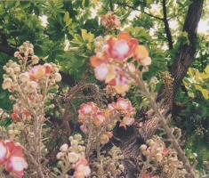 Blüten im Klosterbereich